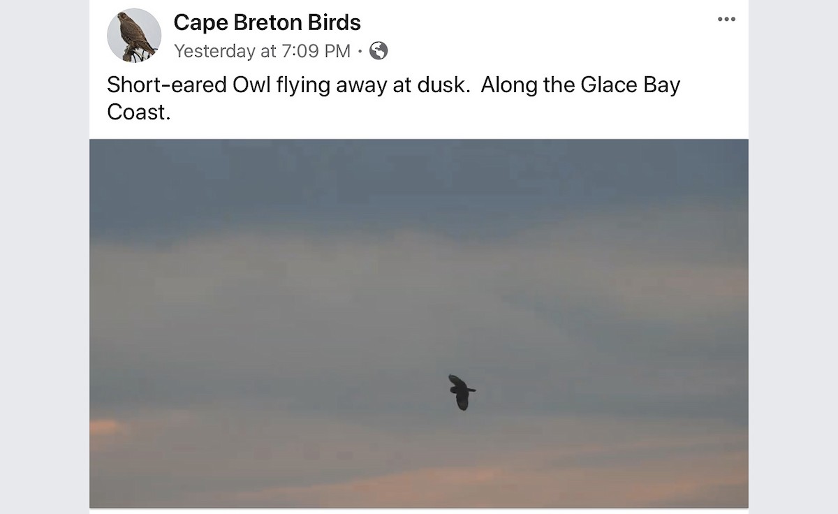 Short-eared Owl - Nova Scotia Bird Records