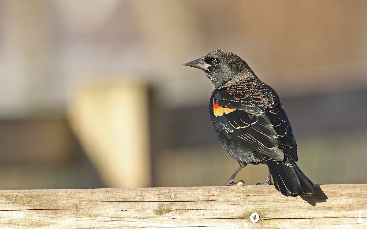 Red-winged Blackbird (Red-winged) - Ryan Schain