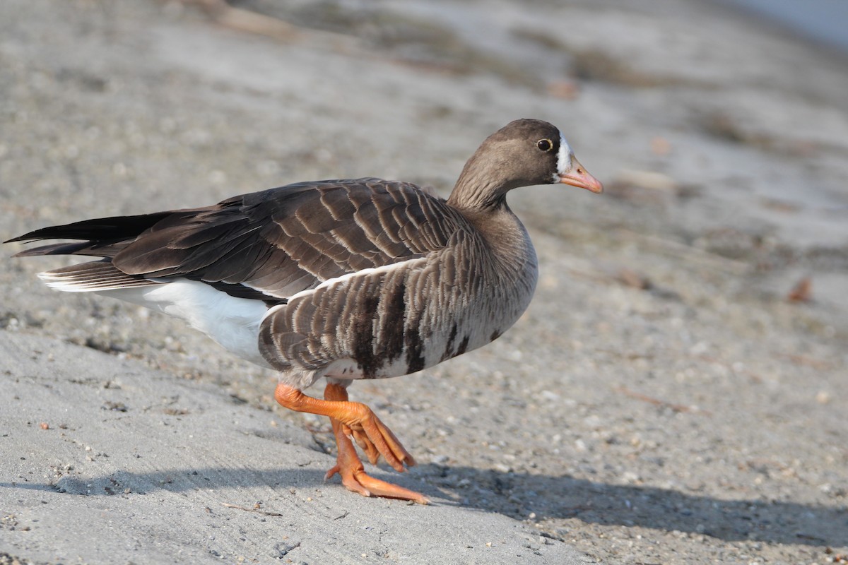 Greater White-fronted Goose - Patrick Sysiong