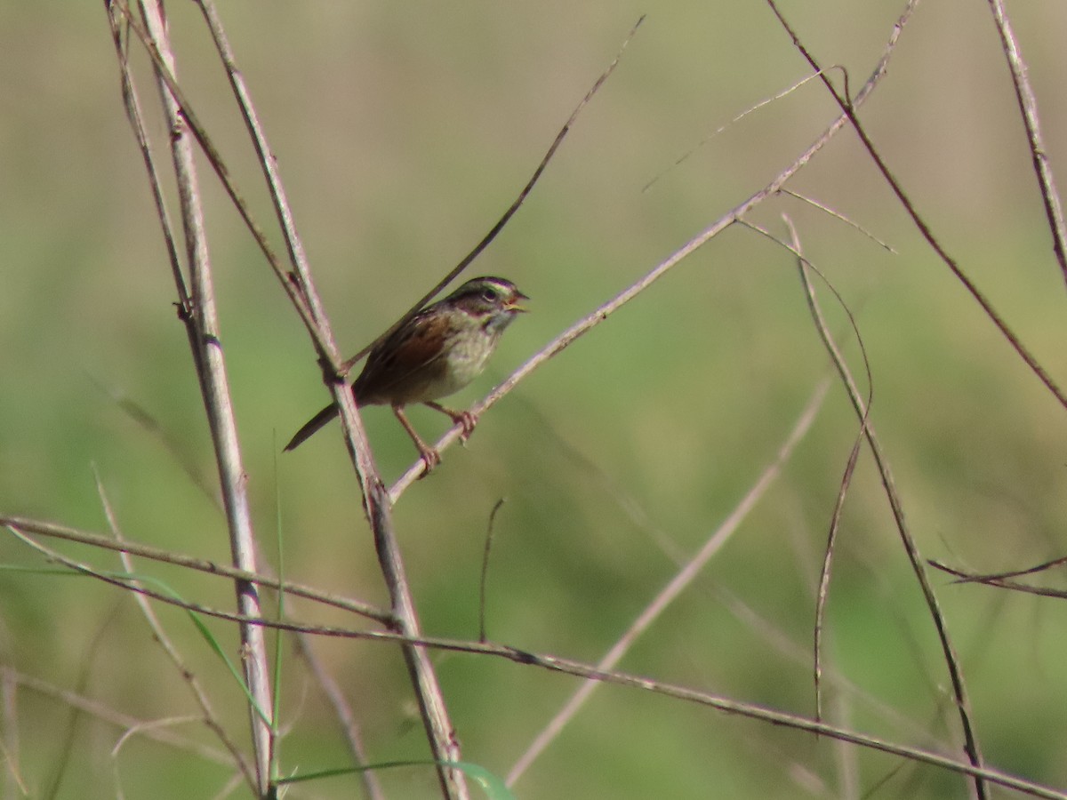 Swamp Sparrow - sue guarasci