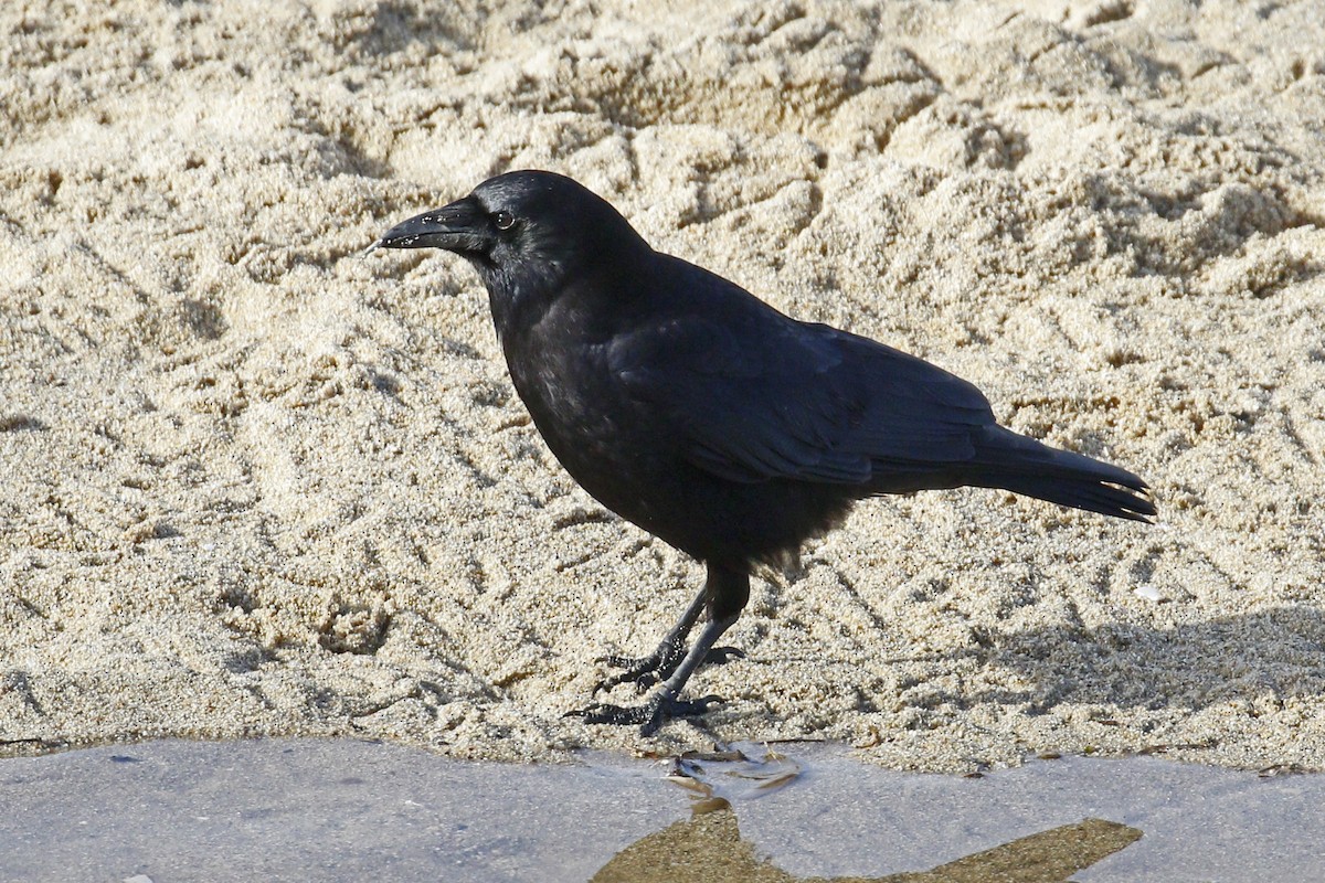 American Crow - ML199580281