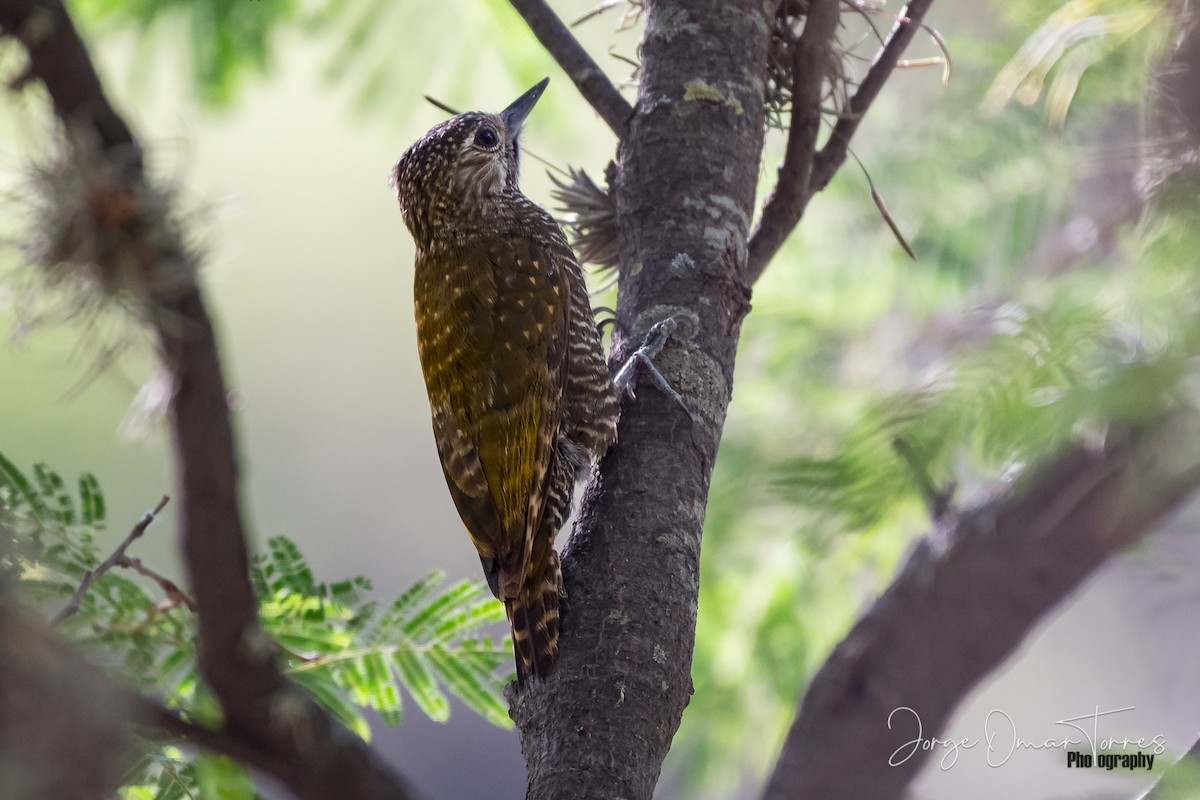 Dot-fronted Woodpecker - Jorge Omar Torres