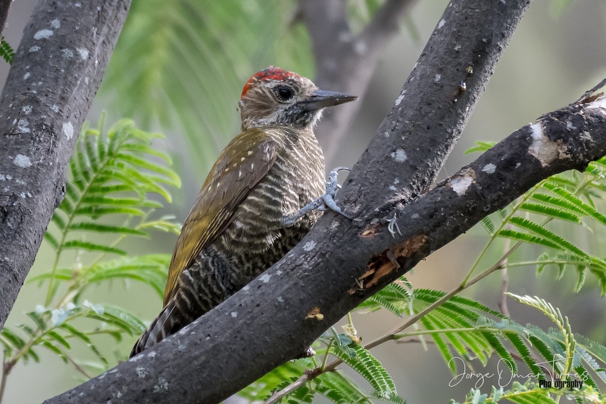 Dot-fronted Woodpecker - ML199580621