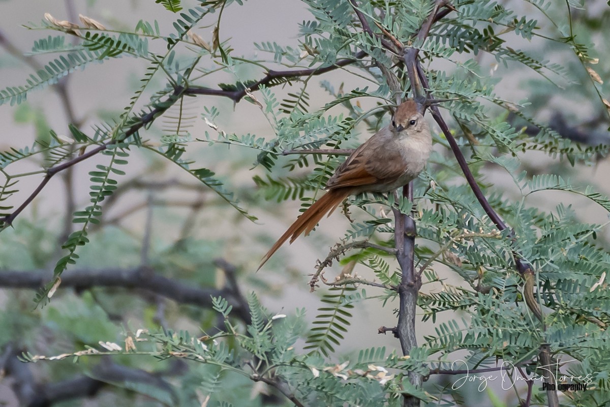 Brown-capped Tit-Spinetail - ML199581441