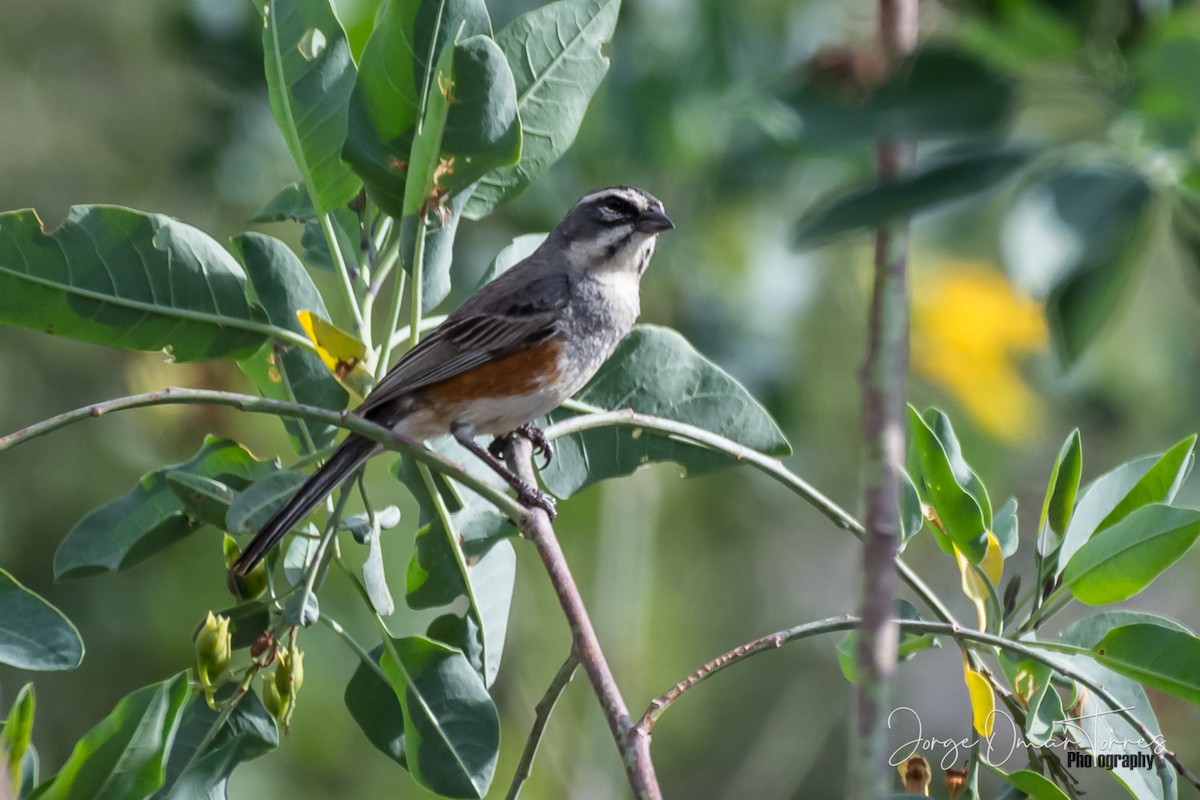 Rufous-sided Warbling Finch - Jorge Omar Torres