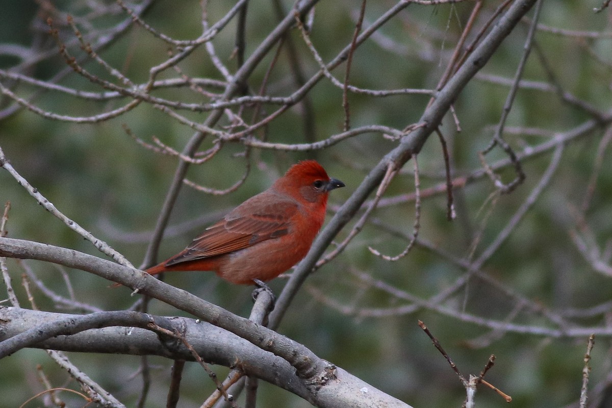 Hepatic Tanager - ML199582611