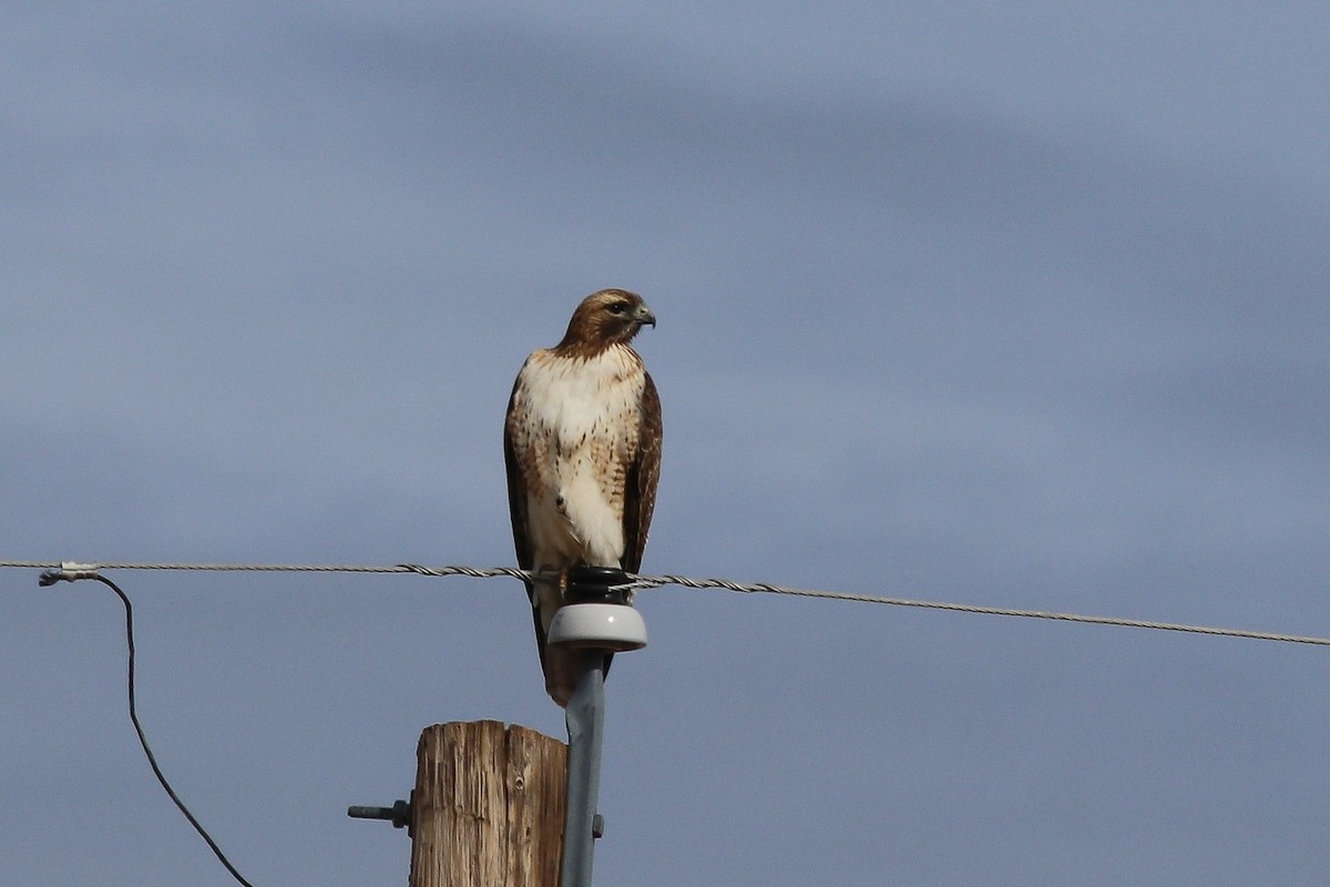Red-tailed Hawk (fuertesi) - ML199583281