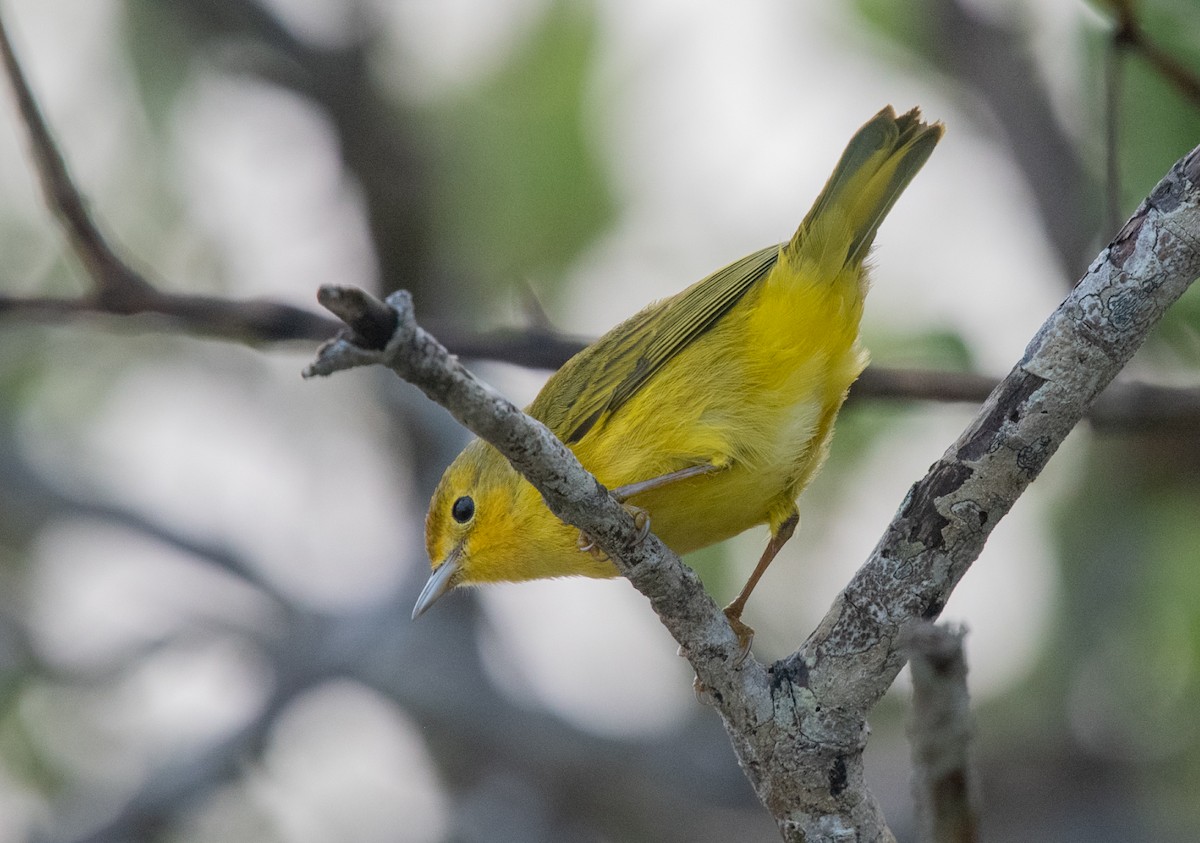 Yellow Warbler (Mangrove) - Howard Cox
