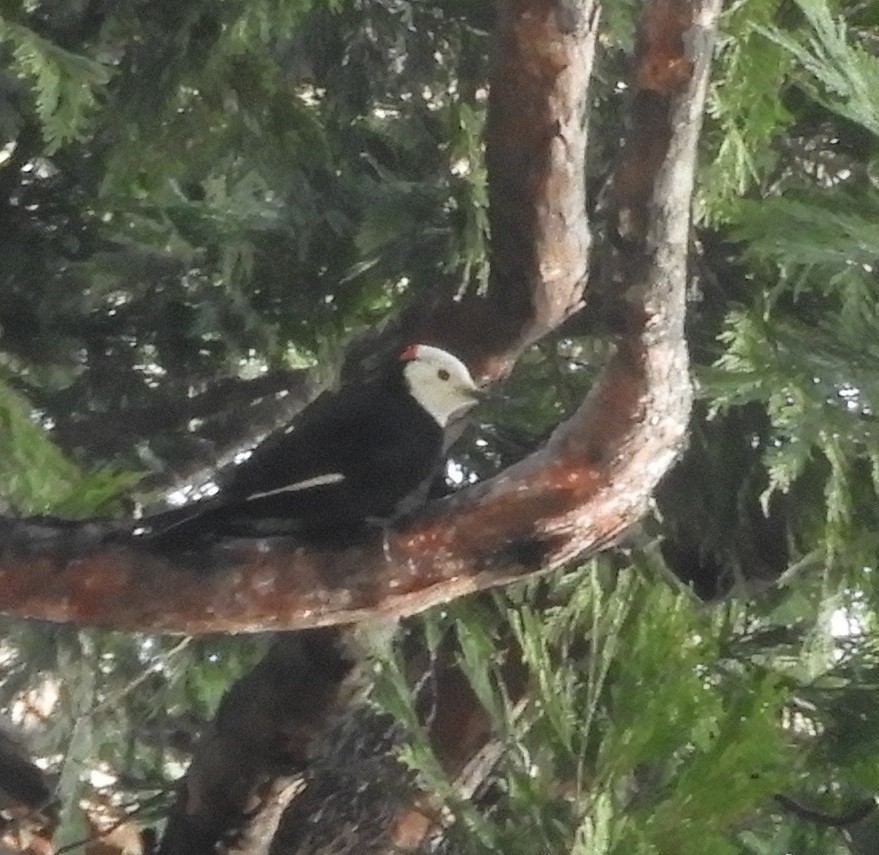 White-headed Woodpecker - ML199596031