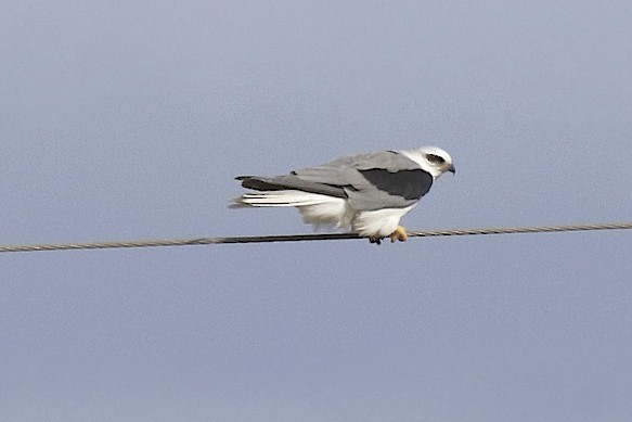 White-tailed Kite - robert bowker
