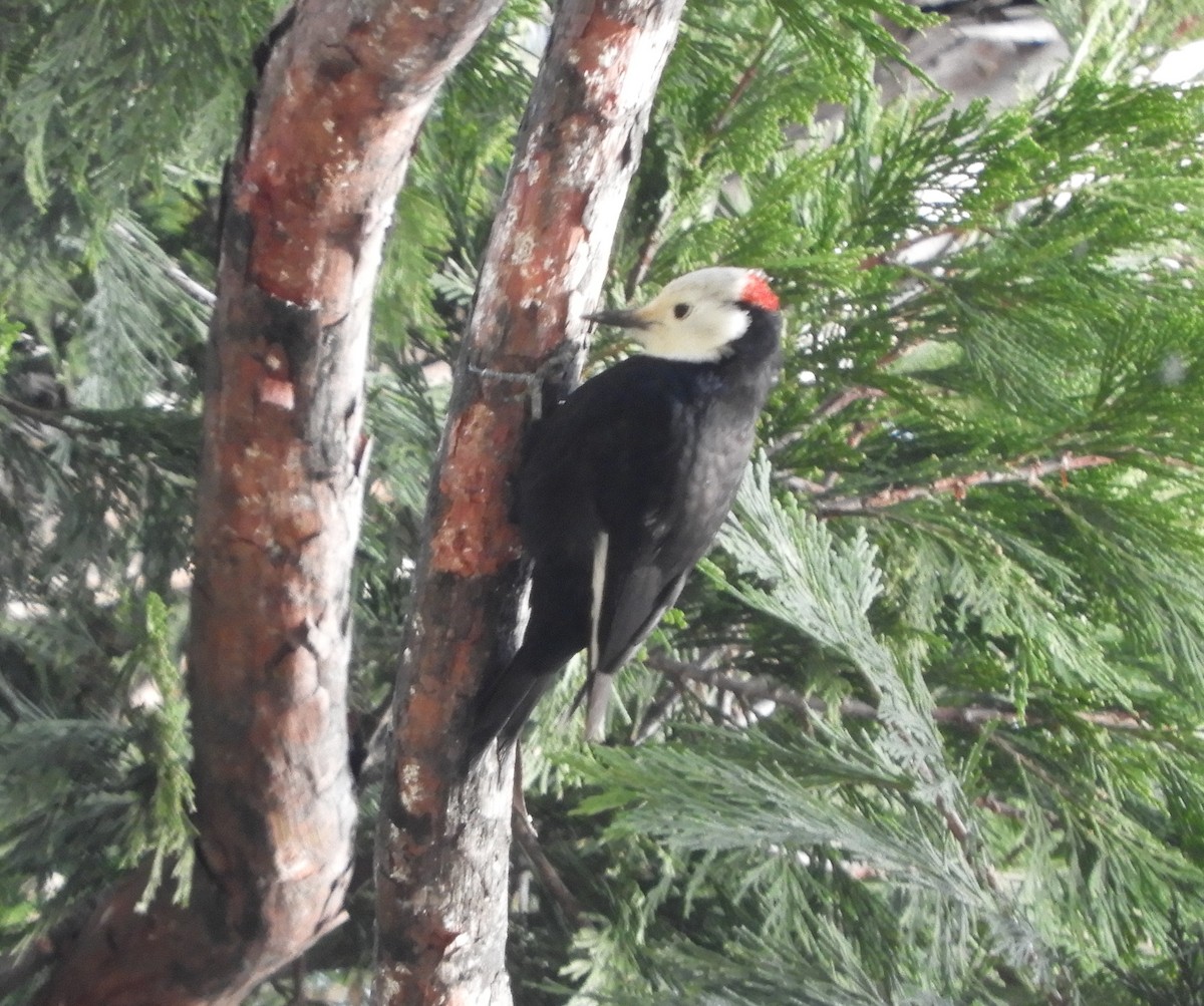 White-headed Woodpecker - ML199596341