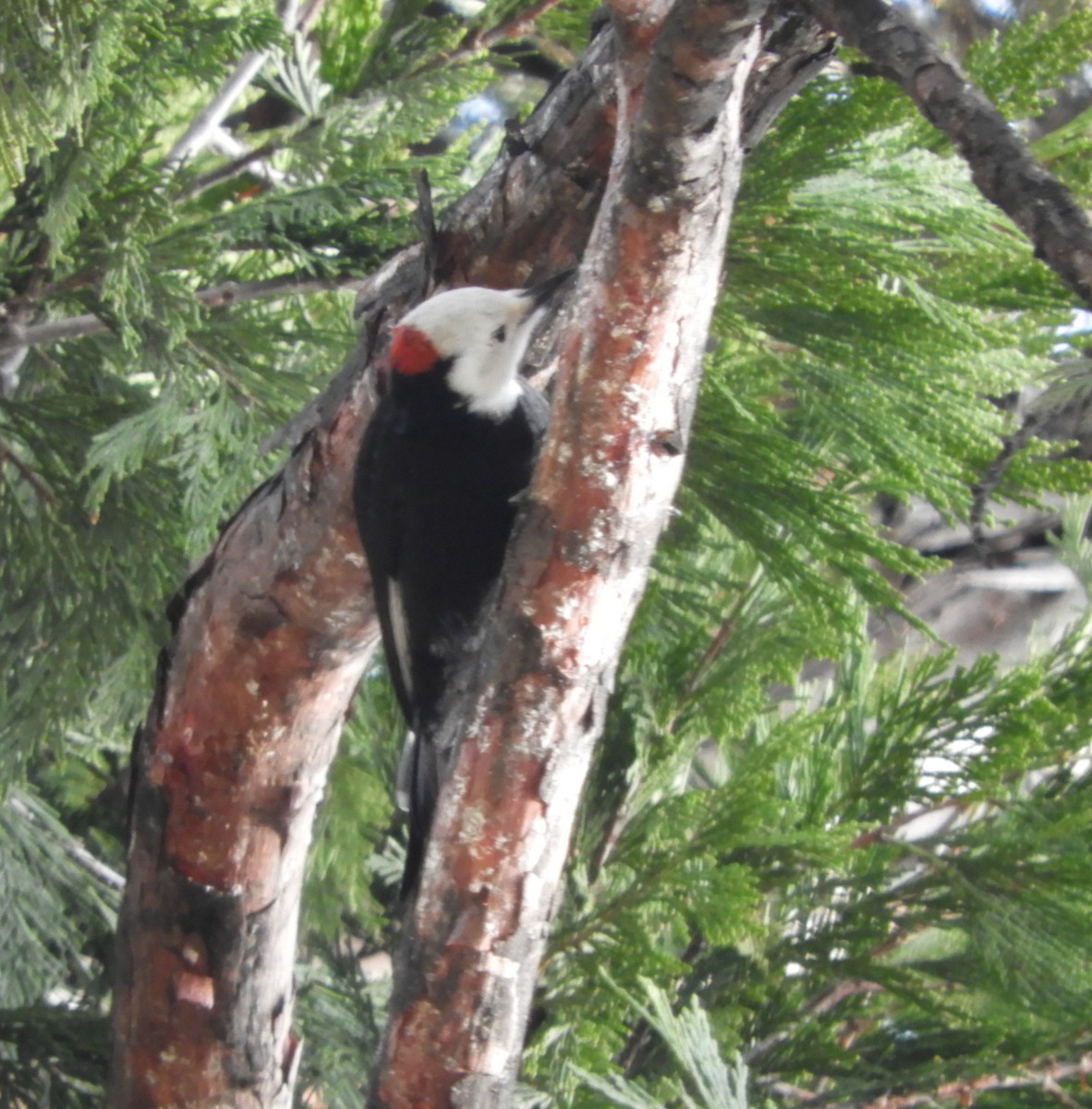 White-headed Woodpecker - ML199596351