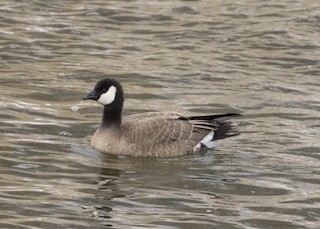 Cackling Goose, ML199597821