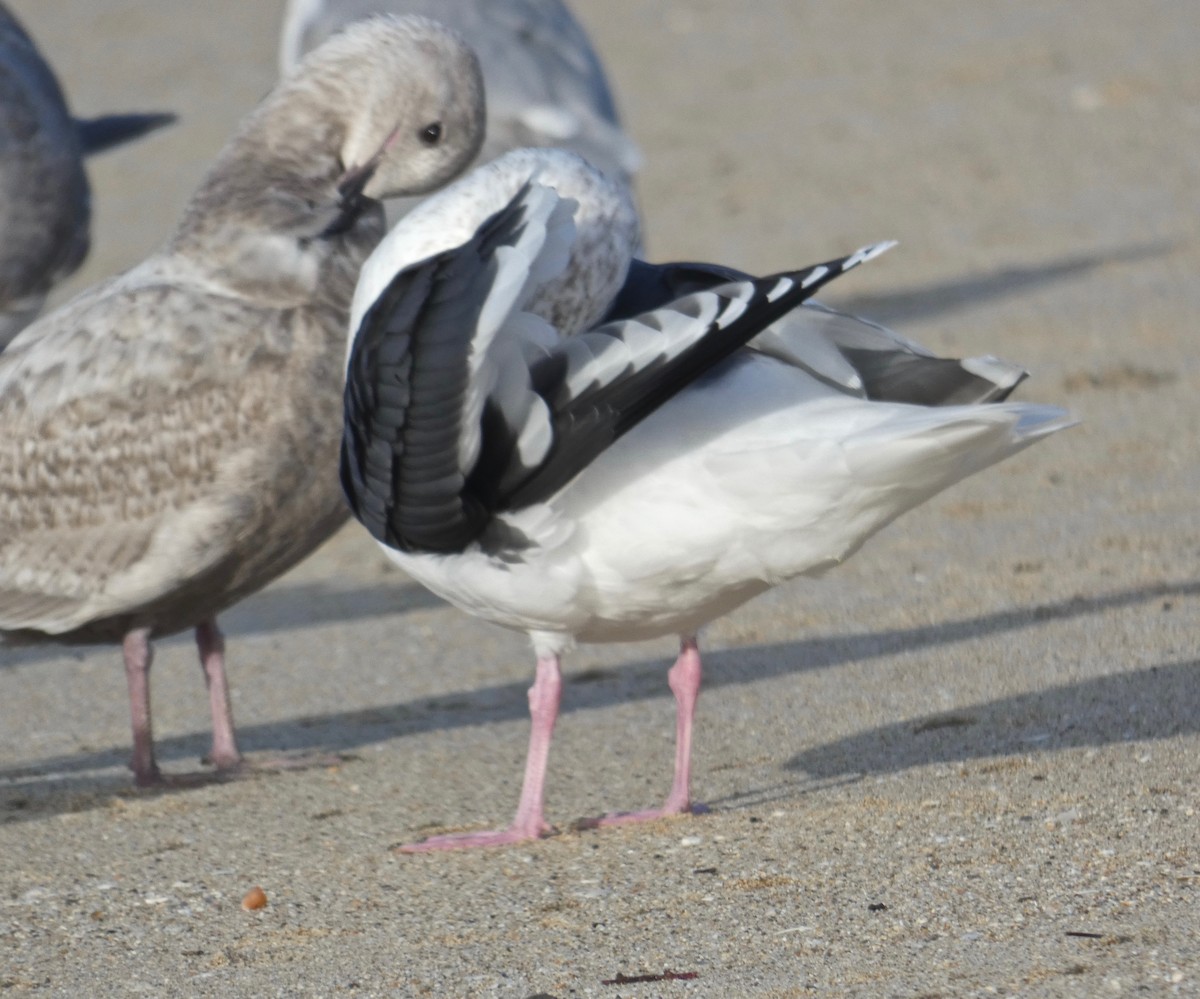 Slaty-backed Gull - Malia DeFelice