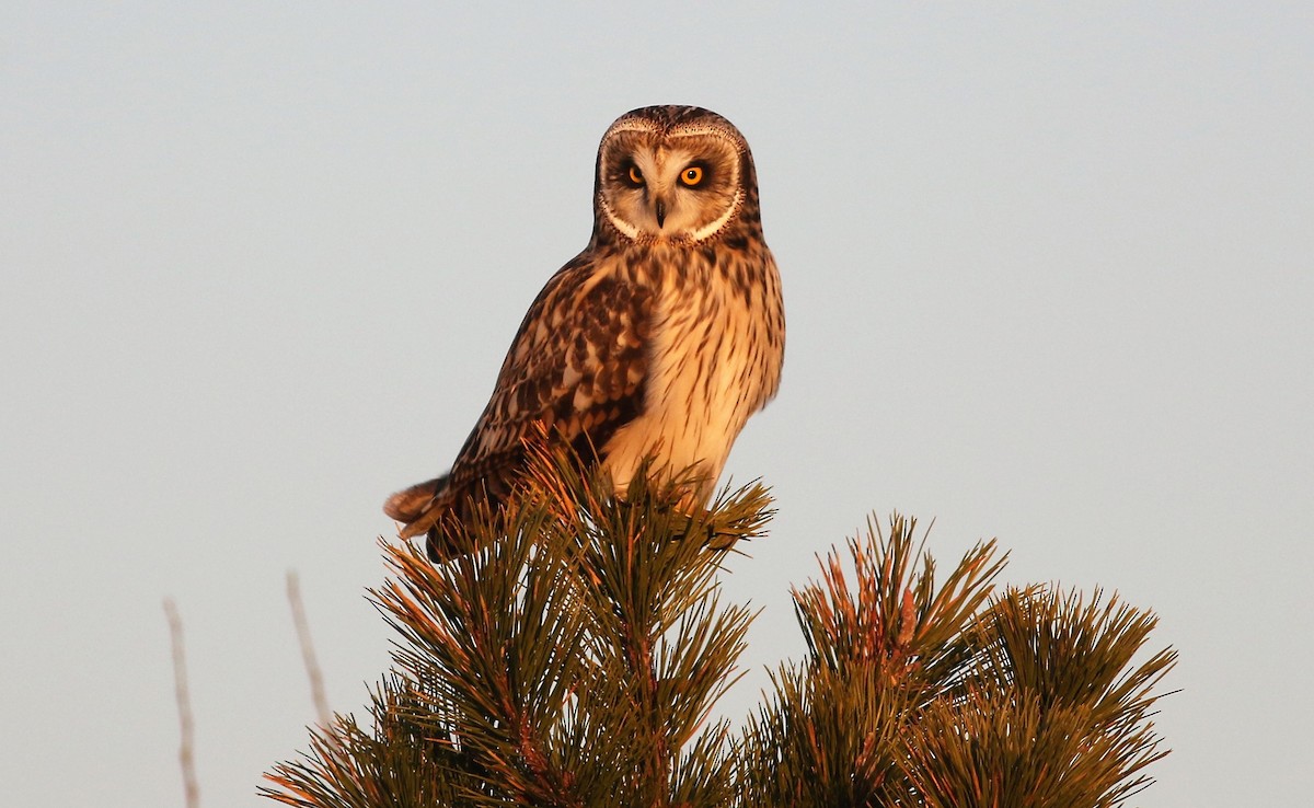Short-eared Owl - Peter Flood
