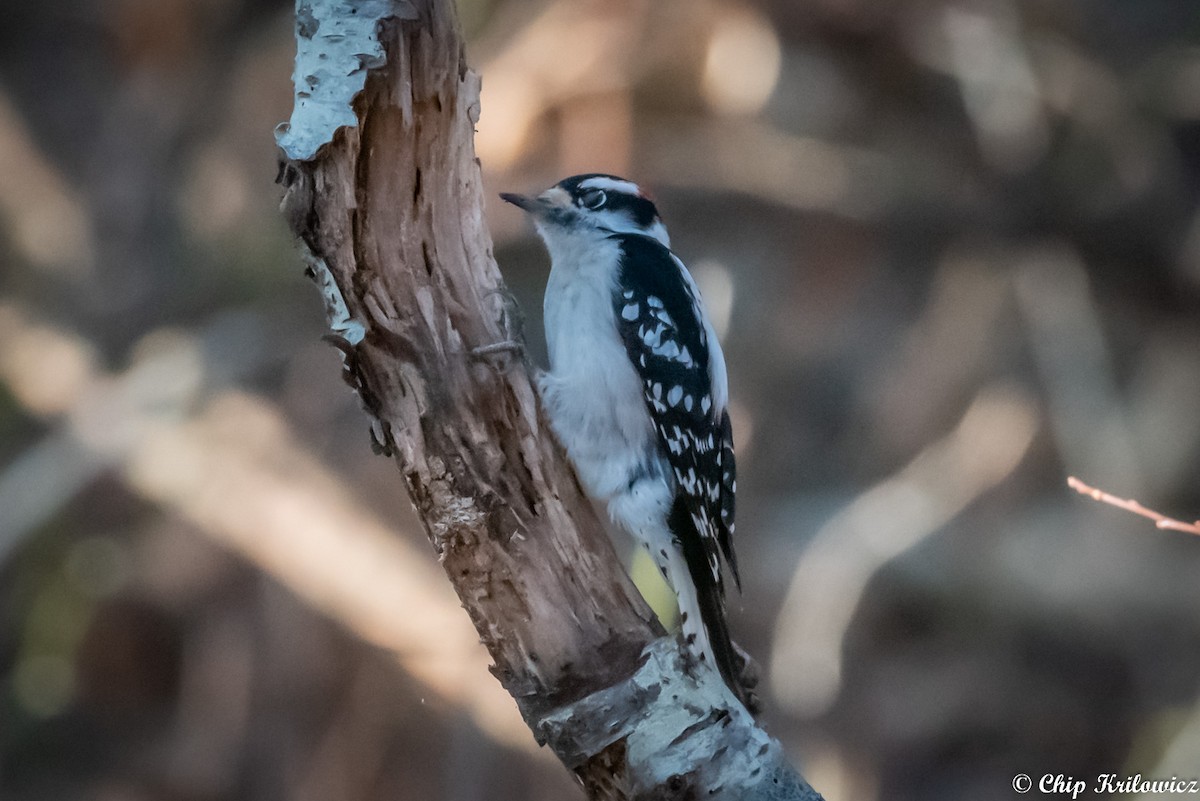 Downy Woodpecker (Eastern) - ML199607901