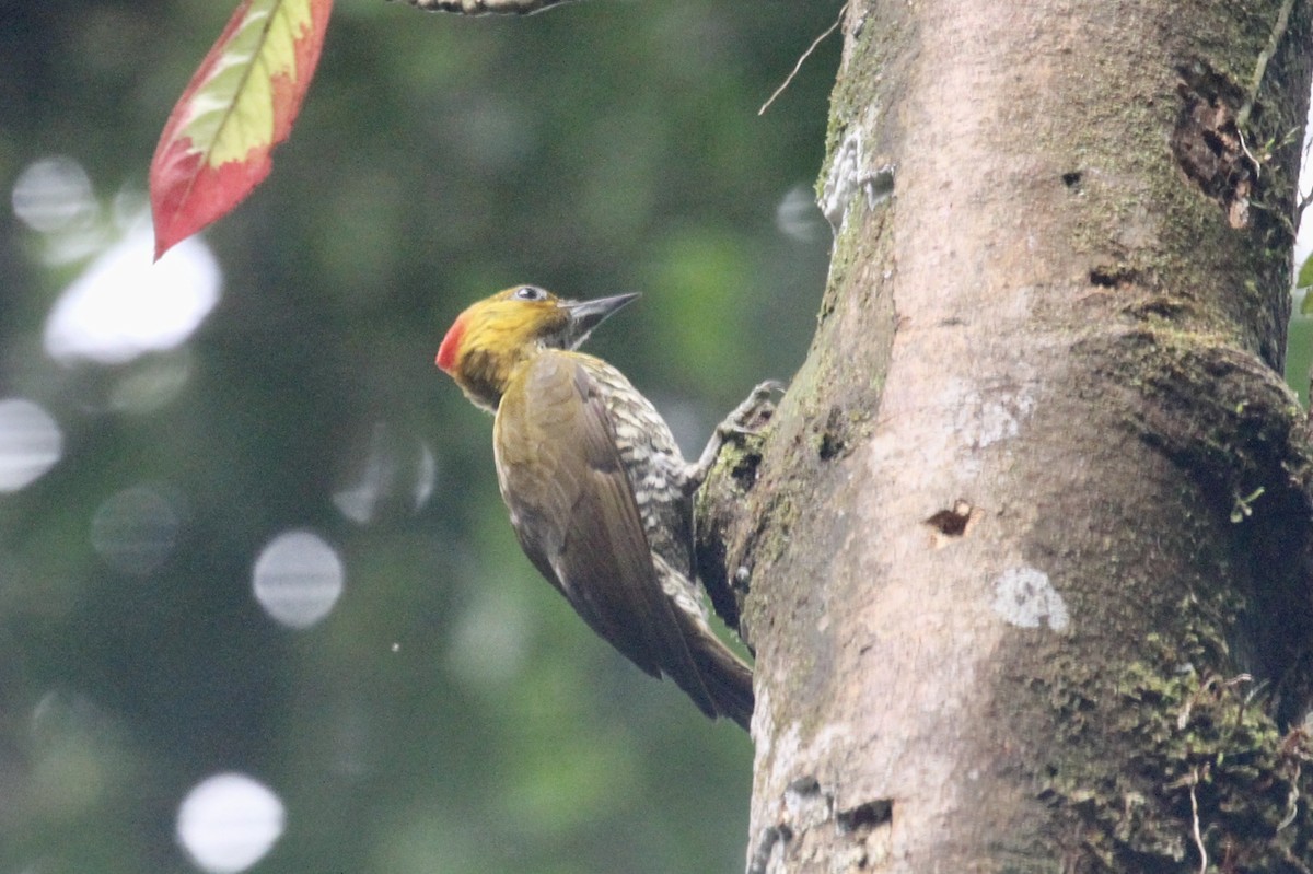 Yellow-throated Woodpecker - Juan martinez