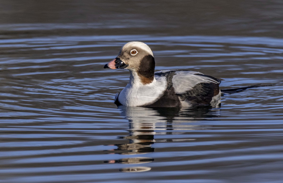 Long-tailed Duck - ML199612011
