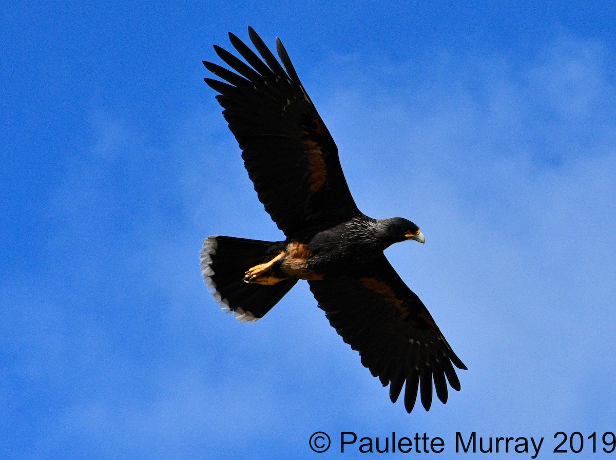 Crested Caracara (Southern) - Paulette Murray