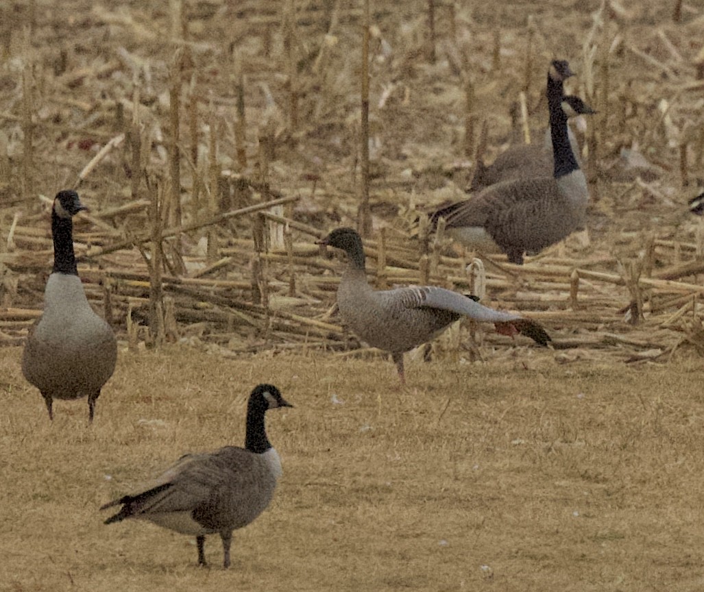 Pink-footed Goose - ML199615981