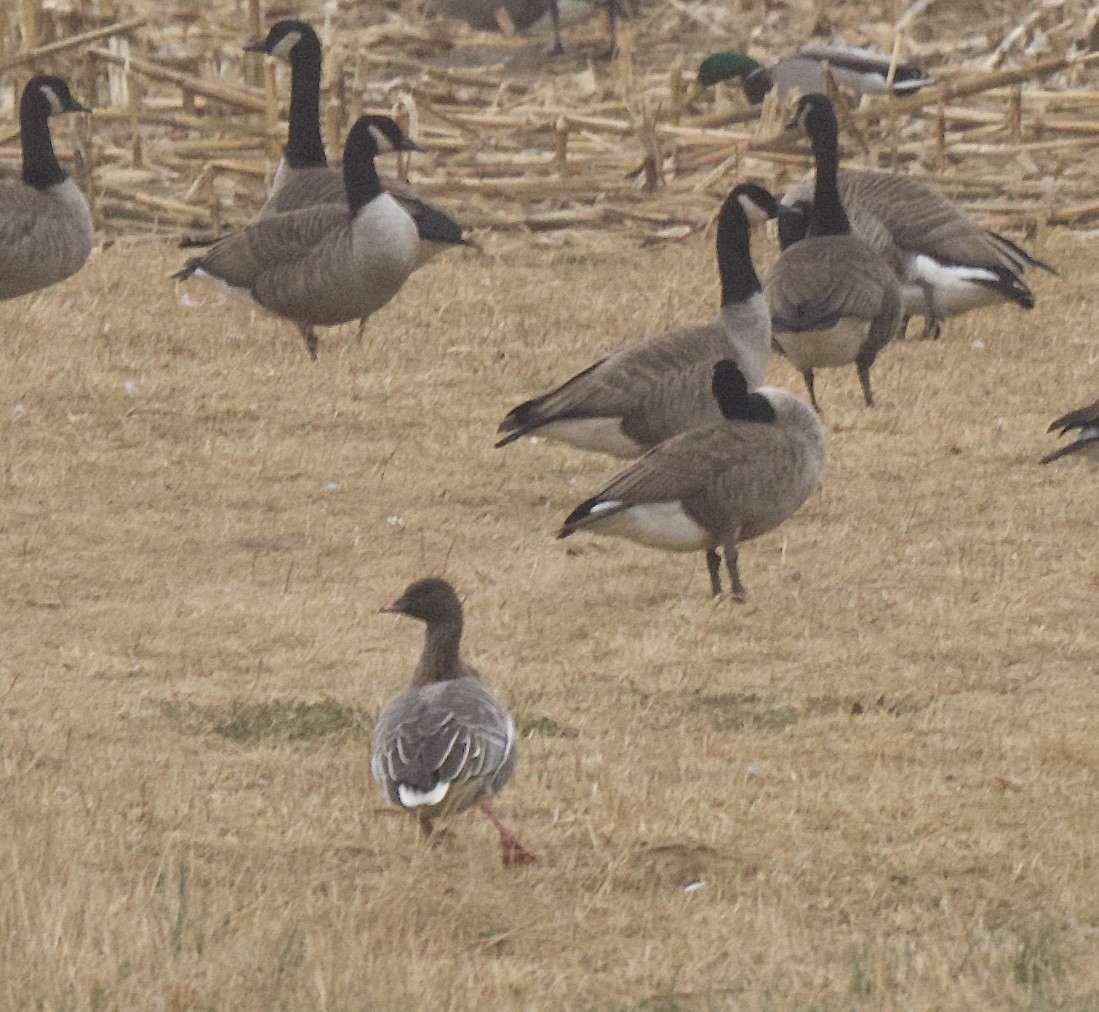 Pink-footed Goose - ML199615991