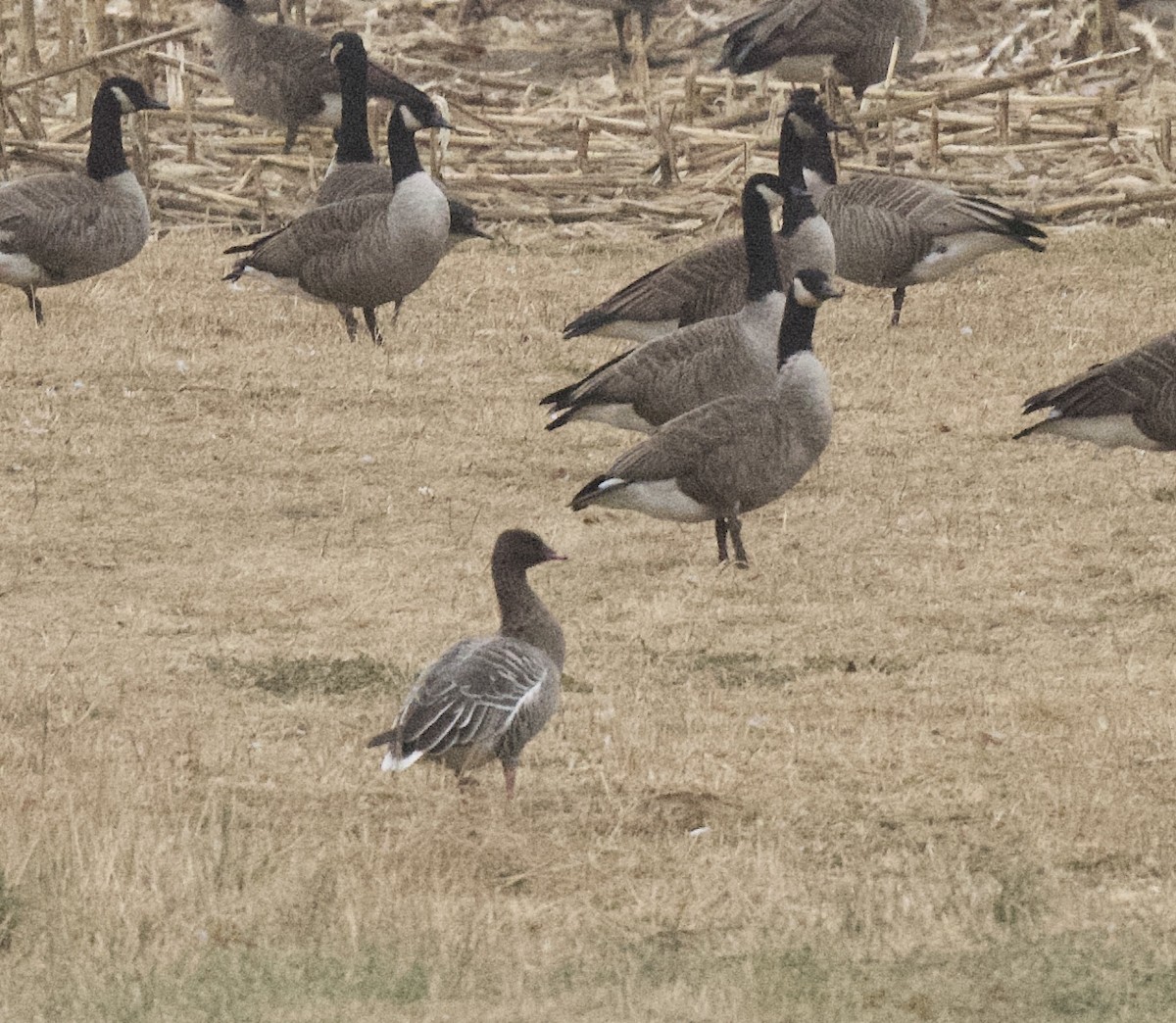 Pink-footed Goose - ML199616001