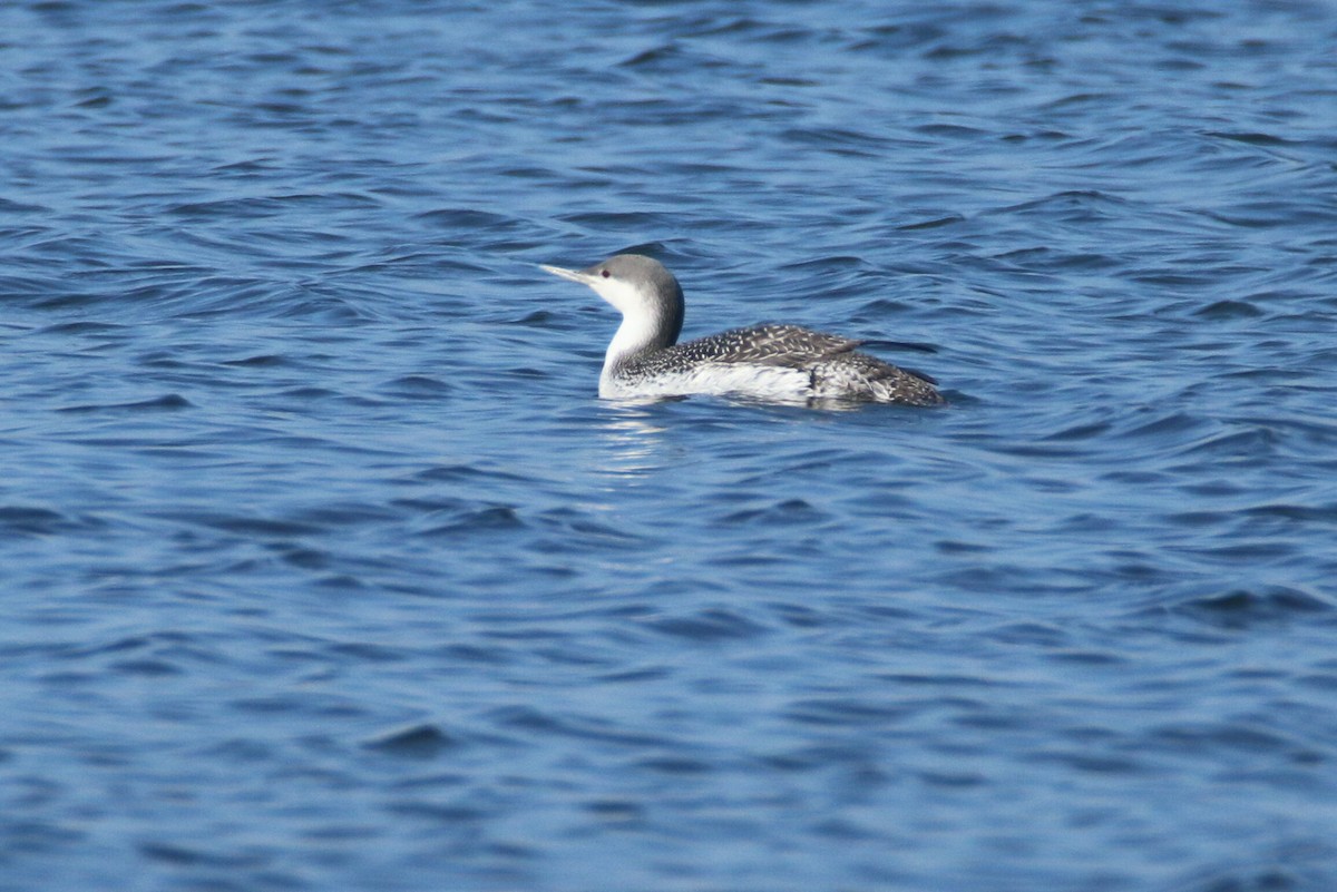 Red-throated Loon - ML199619291