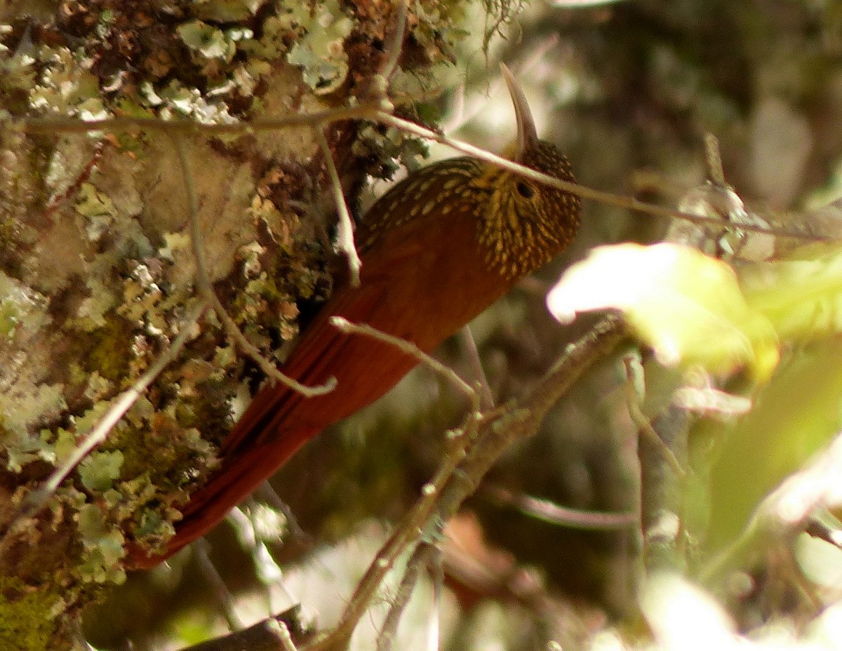 Spot-crowned Woodcreeper - Andy Frank