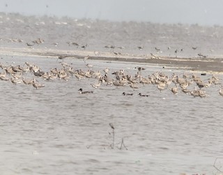 Northern Pintail, ML199633541