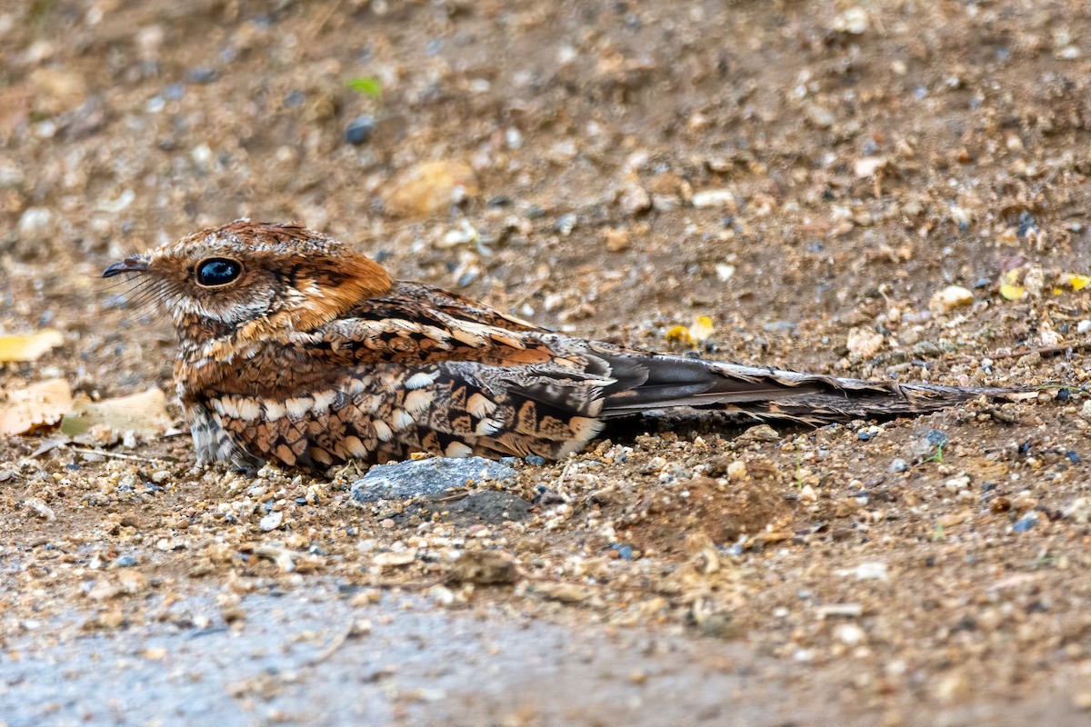 Scissor-tailed Nightjar - André Adeodato - Aves de Sobral
