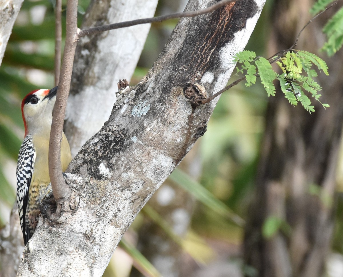 West Indian Woodpecker - ML199640801