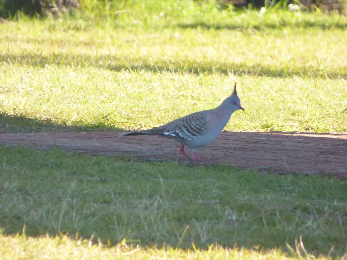 Crested Pigeon - ML199642961