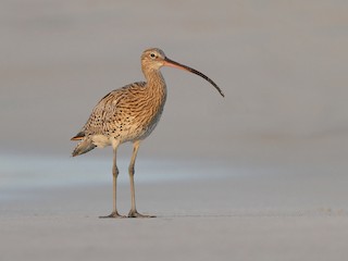  - Eurasian Curlew