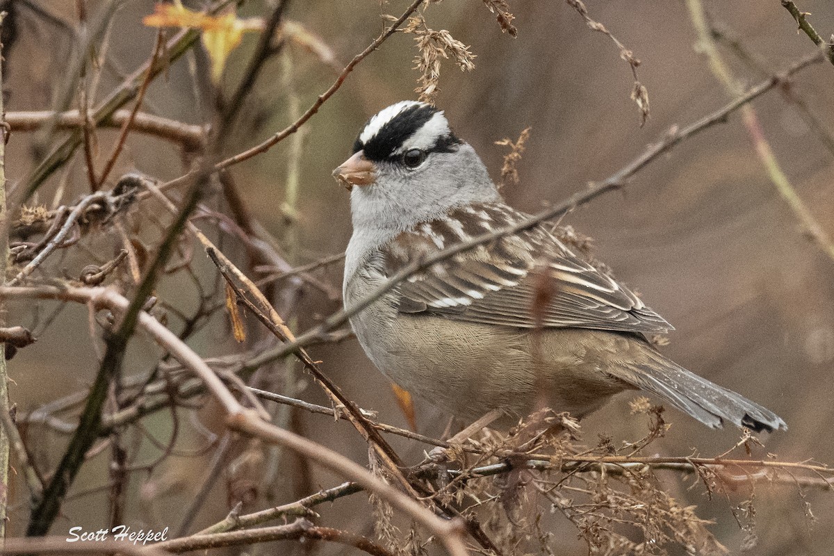 White-crowned Sparrow - Scott Heppel