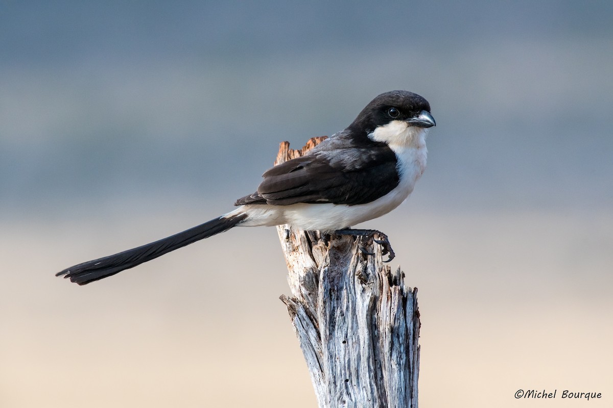 Long-tailed Fiscal - Michel Bourque
