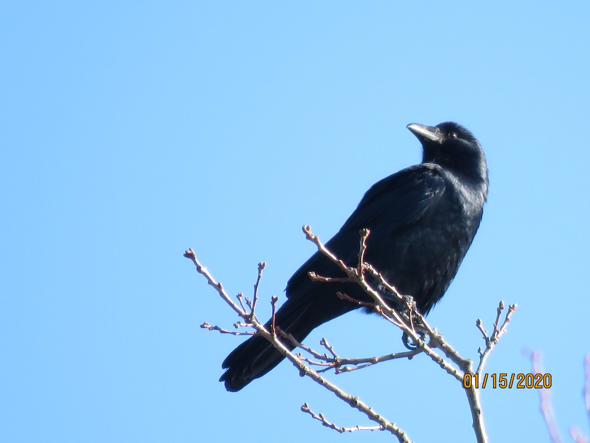 Common Raven - C L  Hampton