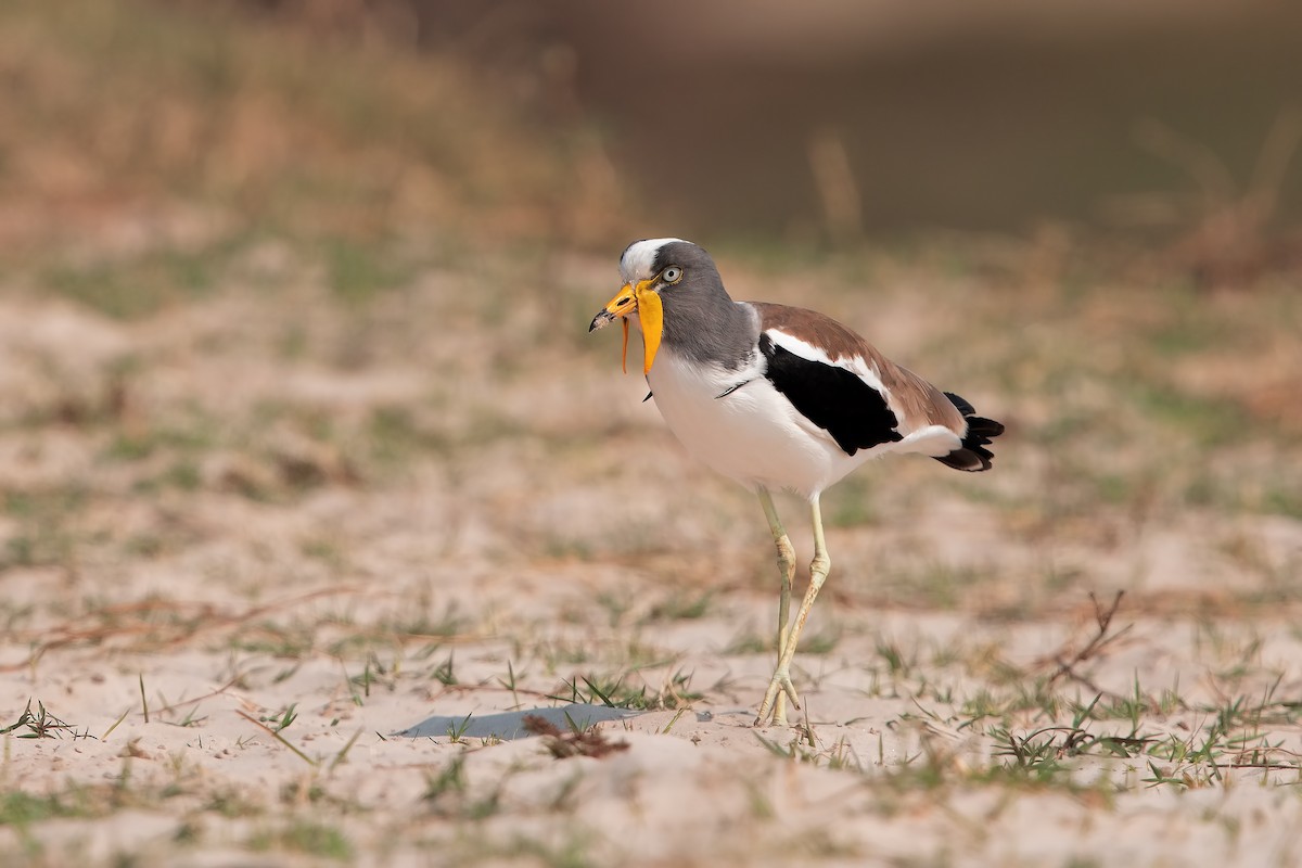 White-crowned Lapwing - Marco Valentini