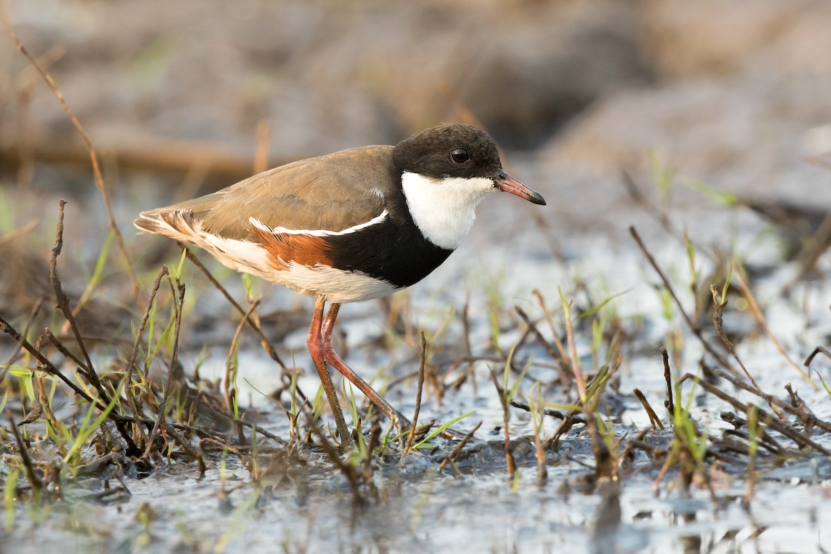 Red-kneed Dotterel - ML199662031