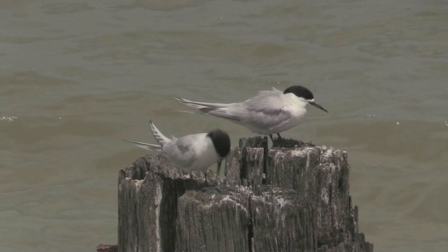 White-fronted Tern - ML199662291