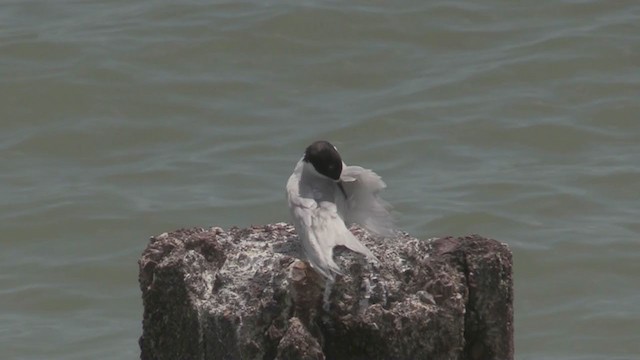 White-fronted Tern - ML199663241