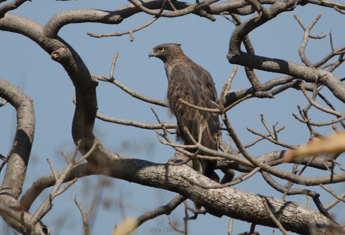 Changeable Hawk-Eagle (Crested) - ML199664591