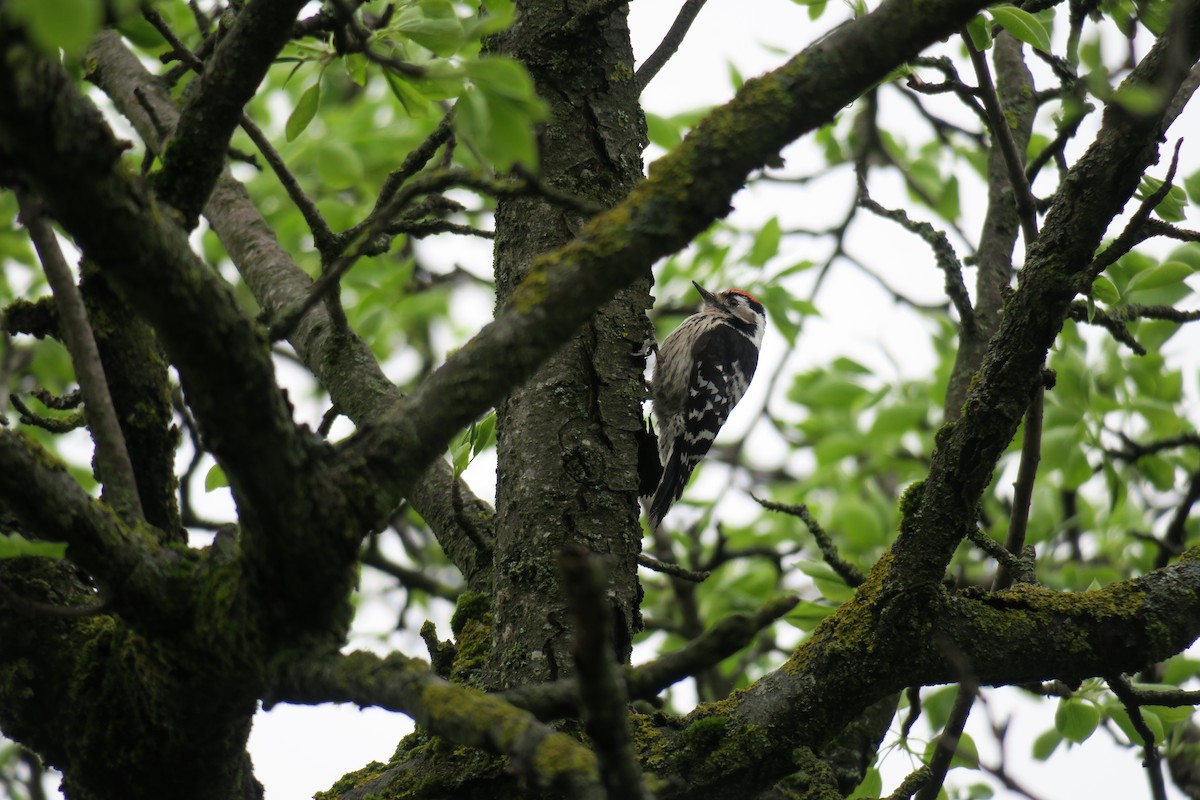 Lesser Spotted Woodpecker - Julia Wittmann