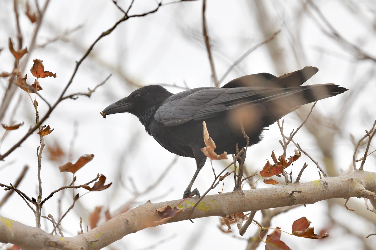 Carrion Crow - Ting-Wei (廷維) HUNG (洪)
