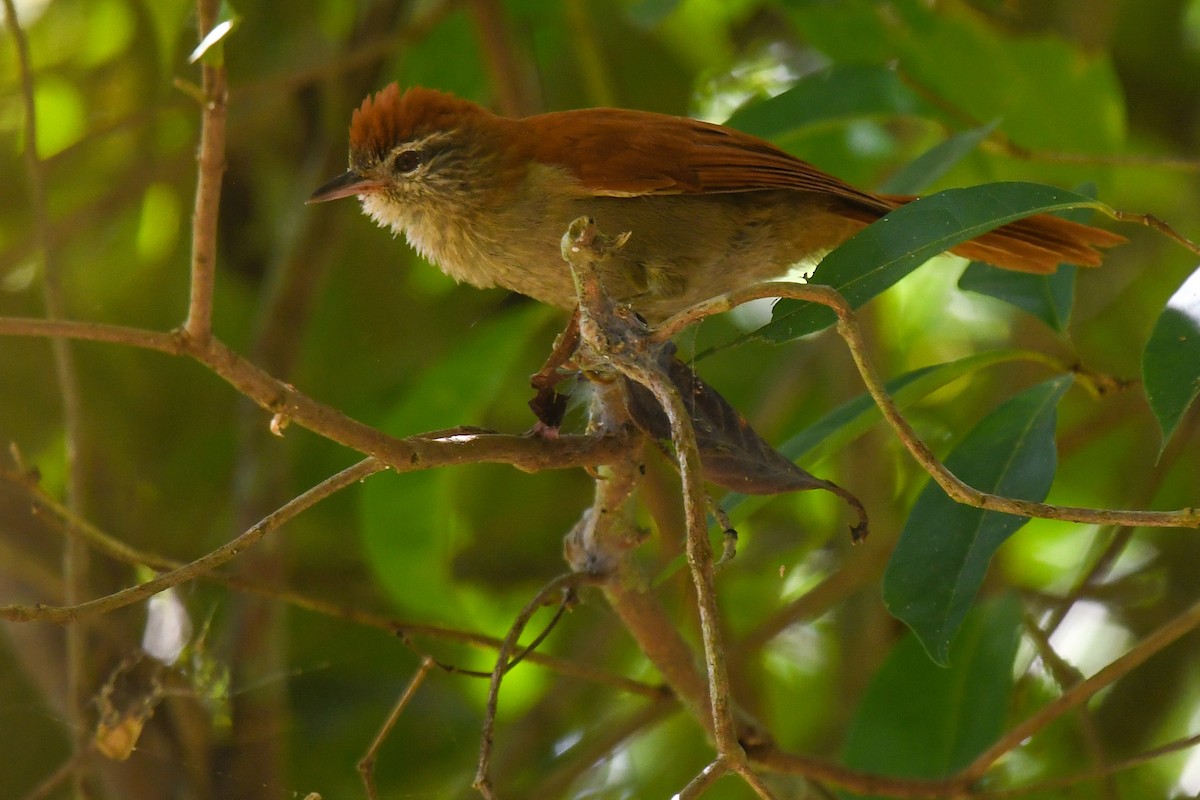 Rusty-backed Spinetail - Lev Frid