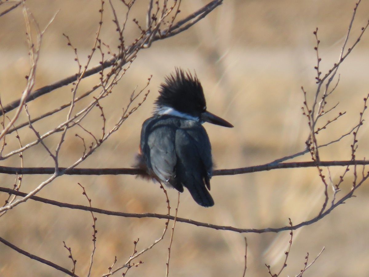Belted Kingfisher - ML199679211