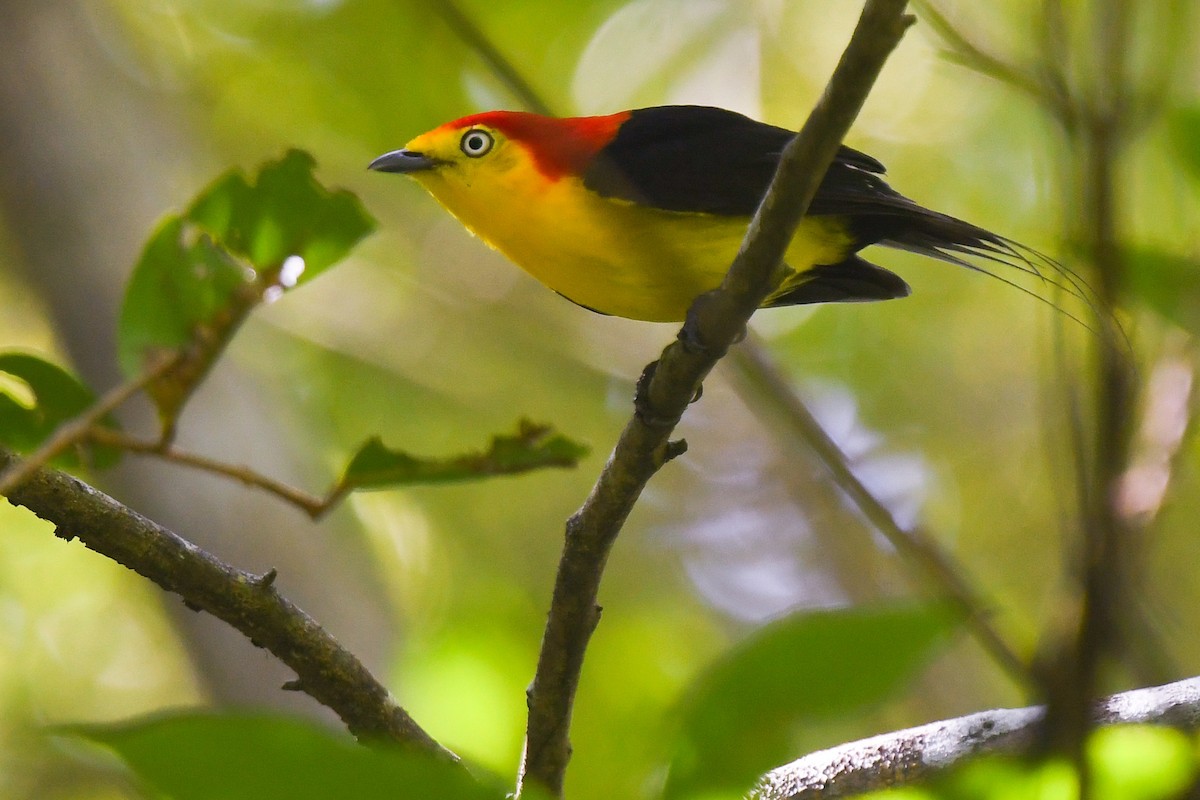 Wire-tailed Manakin - Lev Frid