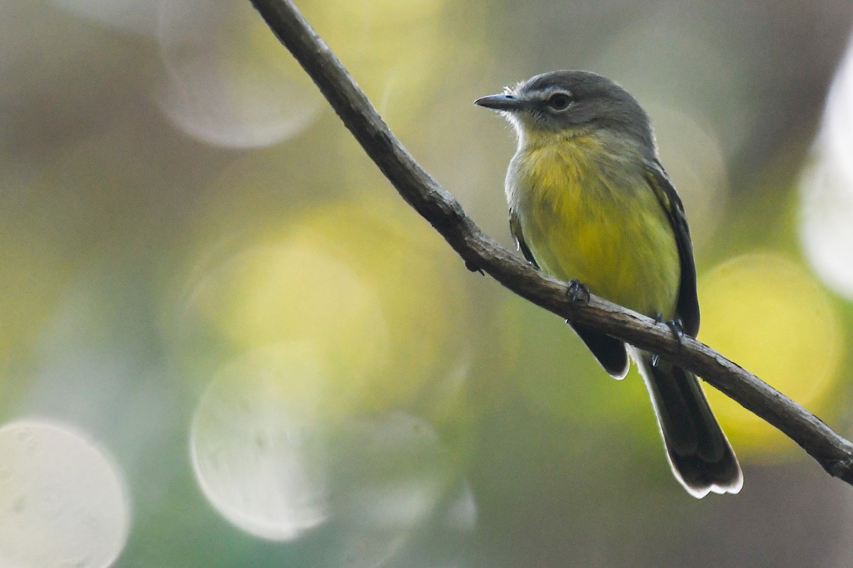 Pale-tipped Tyrannulet - Lev Frid