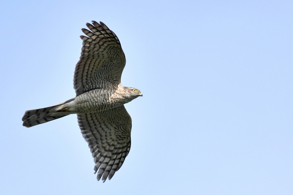 Eurasian Sparrowhawk - Gagan Bedi
