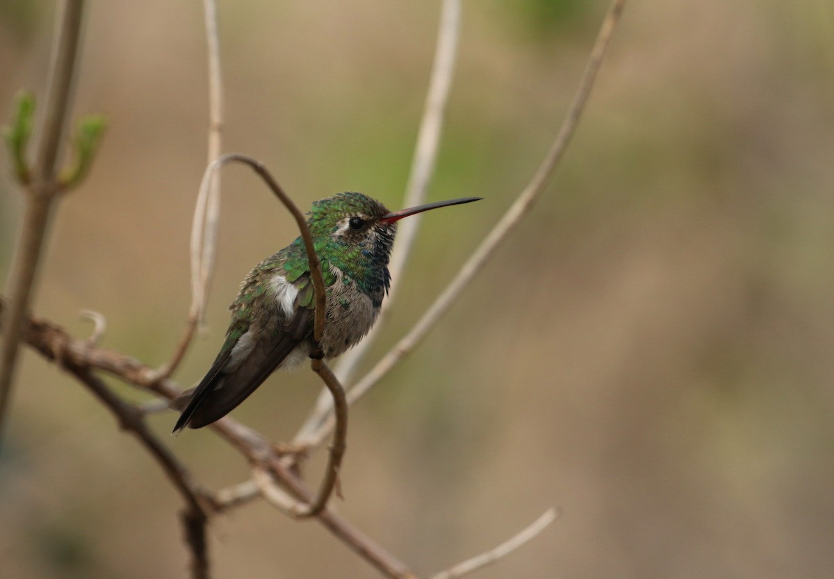 Broad-billed Hummingbird - Aaron Graham