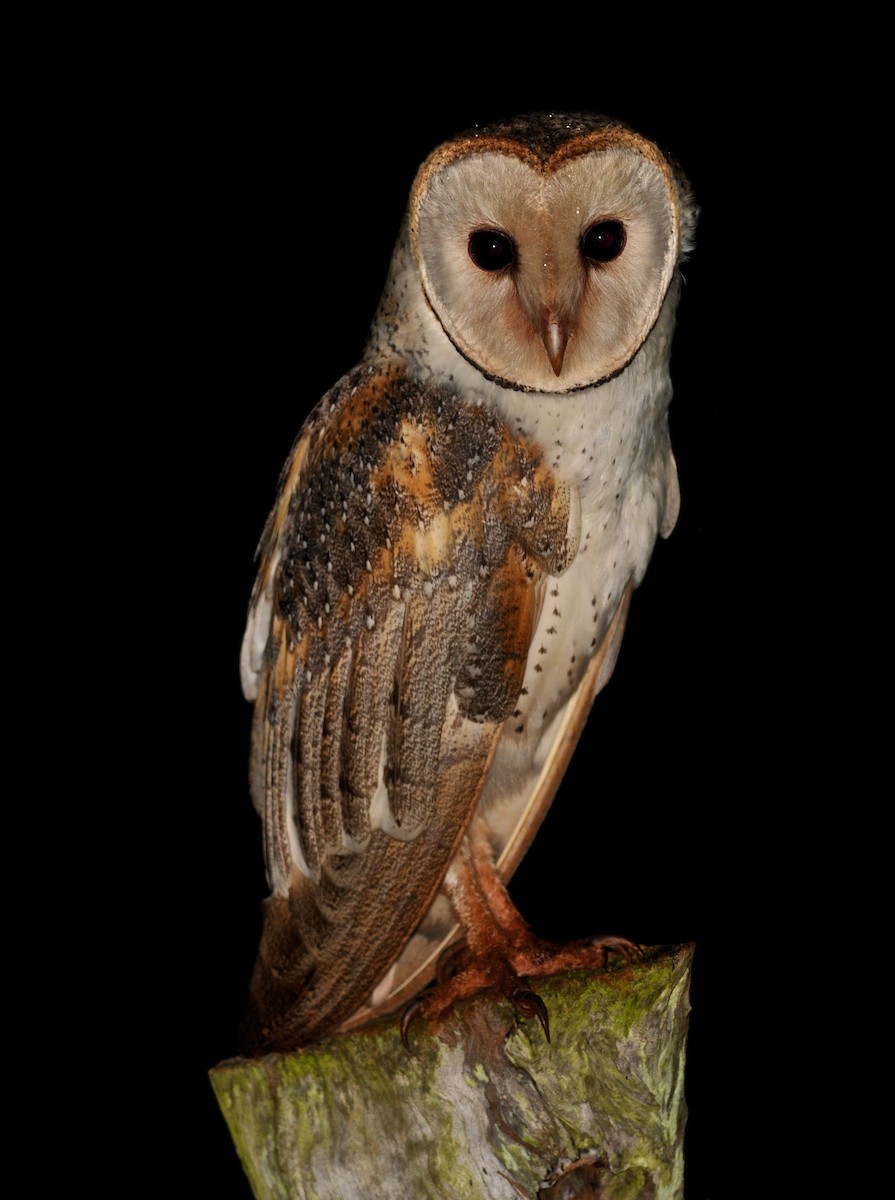 Barn Owl (Eastern) - ML199684491